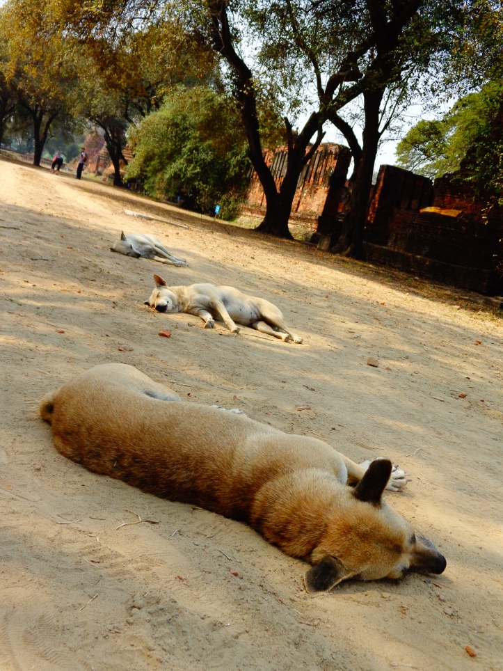 Stray dogs and cats were very common in Thailand, and seeing dogs laid out in pure carelessness was the norm.